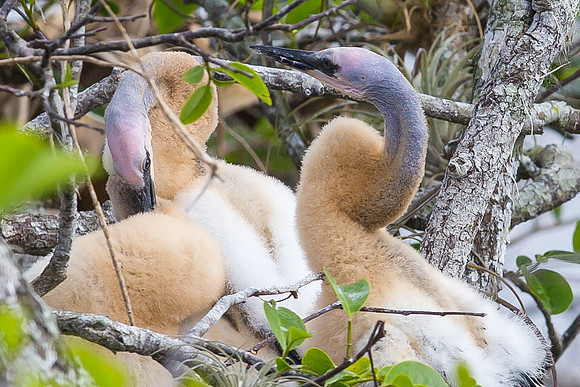 Baby Anhingas, Anhinga Trail, Everglades NP
