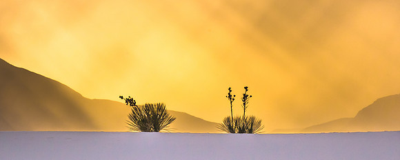 "Yuccas in Gold" Bronze Award 2019 Epson International Panos