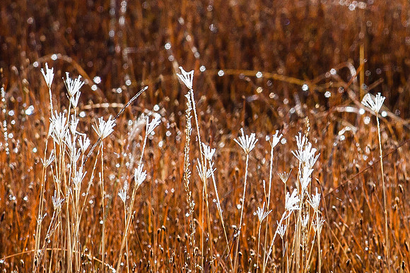 Grasses Glistening with Geothermal Steam, Yellowstone