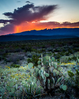 Sunrise, Prickly Pear, Sierra del Carmen Mountains, Big Bend NP