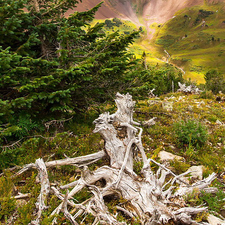 Mount Baldy Valley through the Trees, Paaradise Divide, Gunnison National Forest