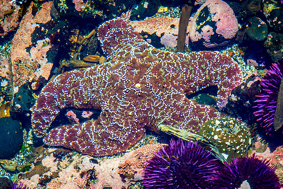 Starfish, Tidal Pools at Yaquina Marine Garden