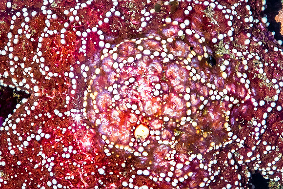 Like Stars on a Red Sky, Starfish, fom Yaquina Head Marine Garden