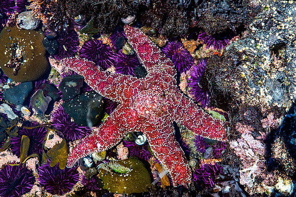 Starfish, from Yaquina Head Marine Garden
