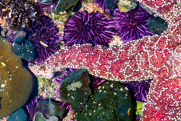 From Yaquina Head Marine Garden