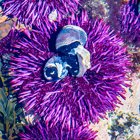 Sea Urchin, from Yaquina Head Marine Garden