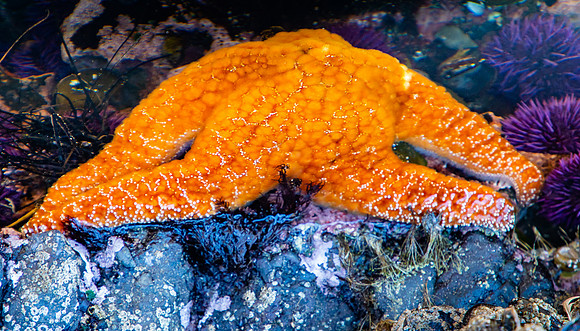 Starfish, from Yaquina Head Marine Garden