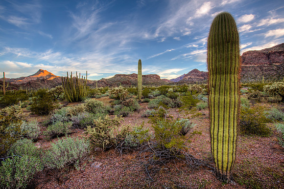 The Desert Floor, Barrel Cactus, Organ Pipe cactus National Monument