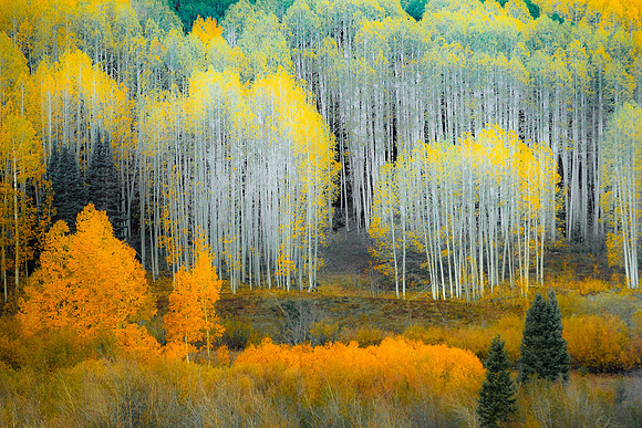 Aspen Stand, Kebler Pass