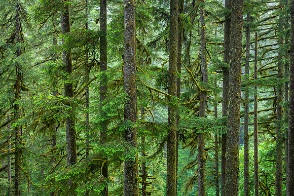 The Forest, Silver Falls State Park