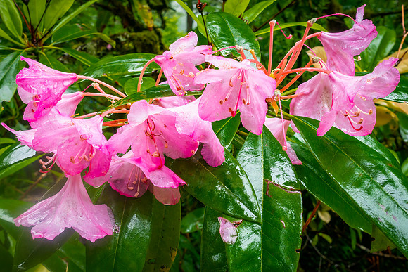 Rhododendrons at Silver Falls State Park