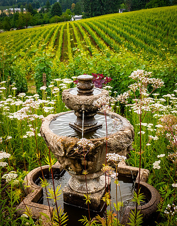 View from Trisaetum Winery