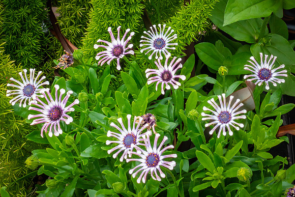 Floral Garden at Bergstrom Tasting House