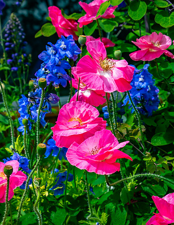 Floral Garden at Bergstrom Tasting House