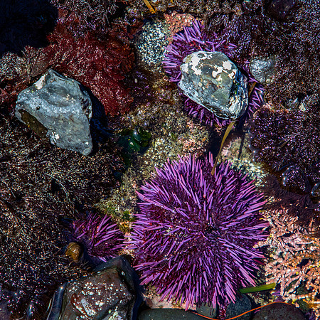 From Yaquina Head Marine Garden