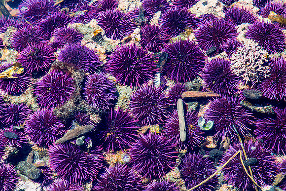 Urchins, from Yaquina Head Marine Garden