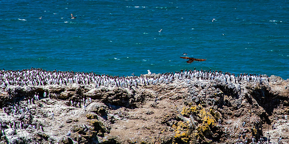 Bird Island at Yaquina