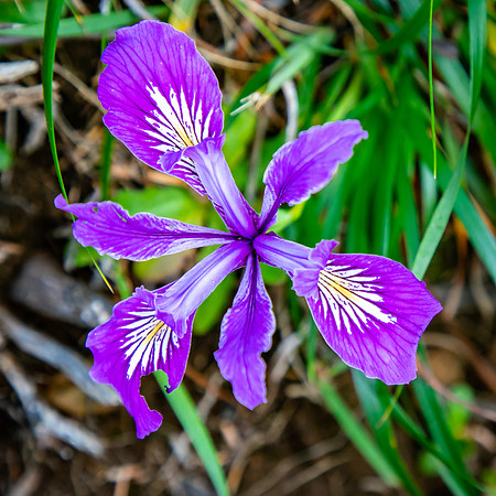 Flower at Heceta Head