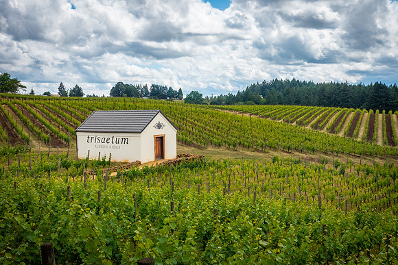 Trisaetum Vineyards
