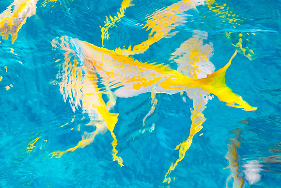 Yellowtail Snappers, FLA Keys
