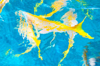 Yellowtail Snappers, FLA Keys