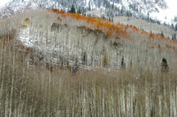 Rust Colored Aspens, Late Fall, Maroon Creek Valley