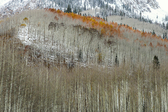 Rust Colored Aspens, Late Fall, Maroon Creek Valley