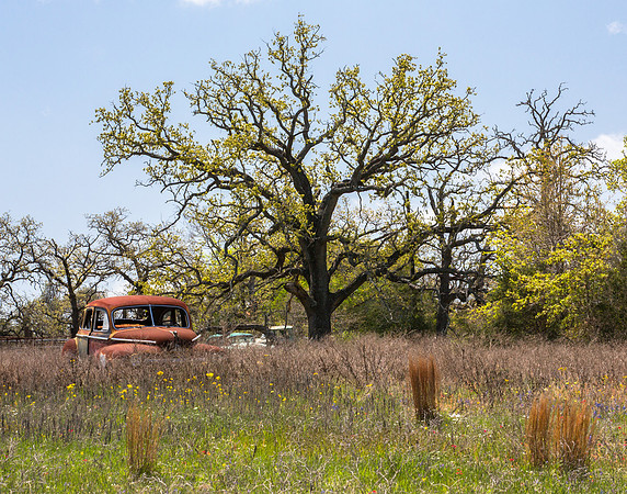 Abandoned Car, Spring Leaves, Texas