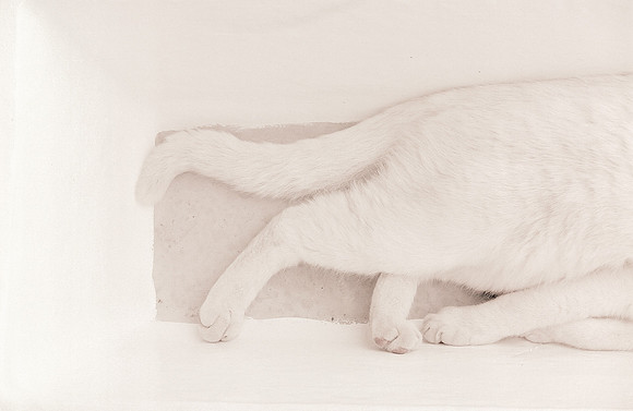 Cat Paws White on White