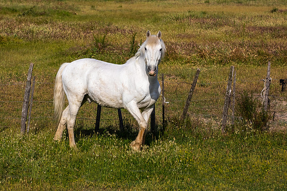 Camargue