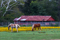Horses Grazing, Russell Arkansas