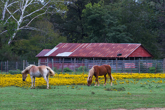 Horses Grazing, Russell Arkansas