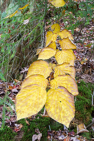 Yellow Leaves, New Hampshire