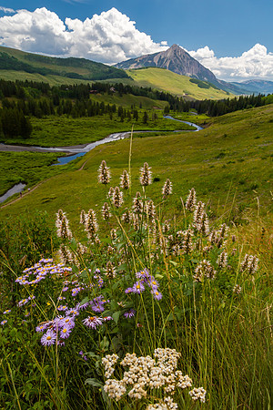 Astors and Grasses, Slate River, Crested Butte Mountain
