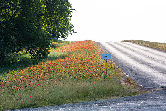Country Road, Spring Flowers, Texas