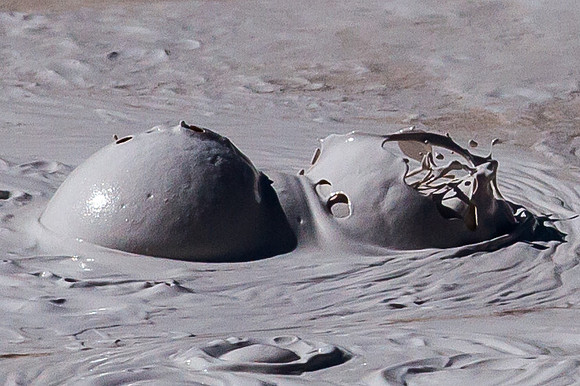 Paint Pots, Yellowstone NP