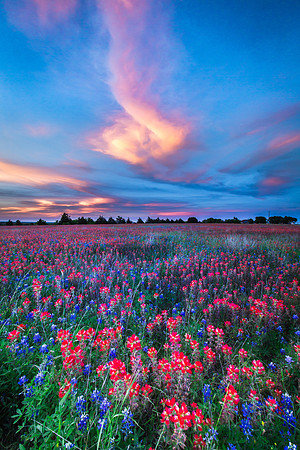 Paintbrush and Bluebonnets (Auction item for American Heart Association)