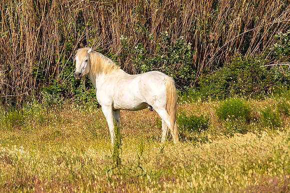 Camargue