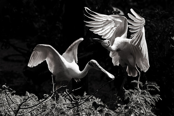 Spoonbill Dance (Houston Photographic Society monthly print competition selection)
