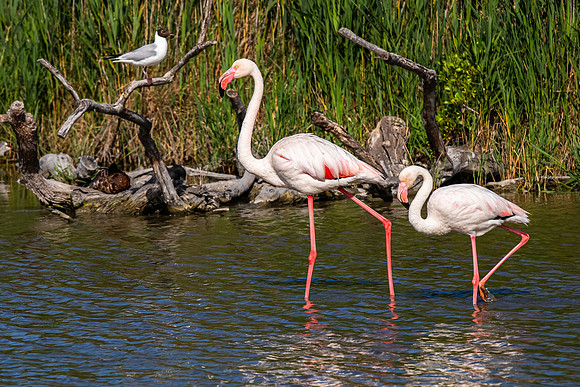 Camargue