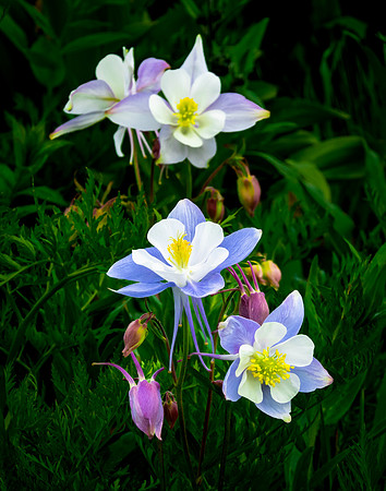 Columbine