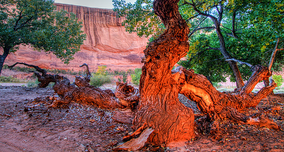 Catching the Canyon Glow, Tree, Canyon de Chelly