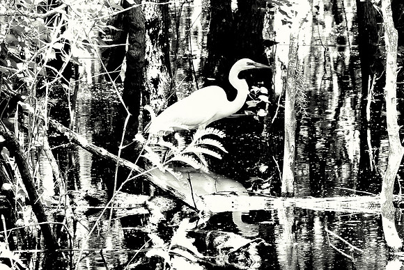 Great White Egret, (B&W), Brazos Bend SP, Texas