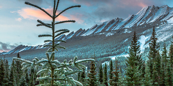Early Snow, Fir Trees and Mountain Range, Icefields Parkway