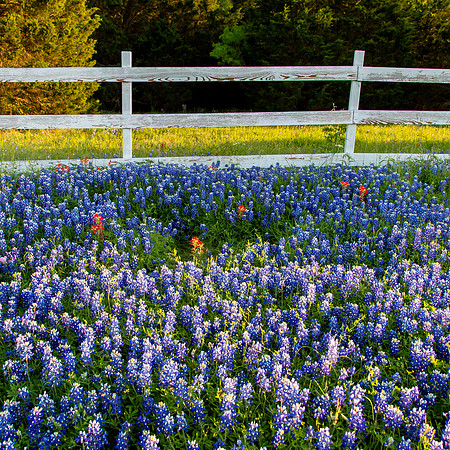 Fence, Bluebonnets, North of Gonzales, Texas
