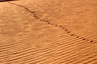 Rattlesnake Tracks in The Early Morning, Monument Valley