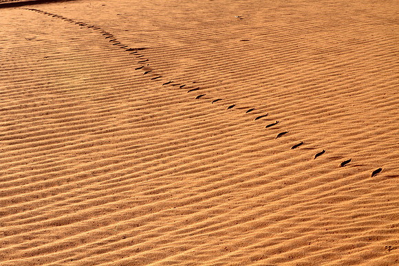 Rattlesnake Tracks in The Early Morning, Monument Valley