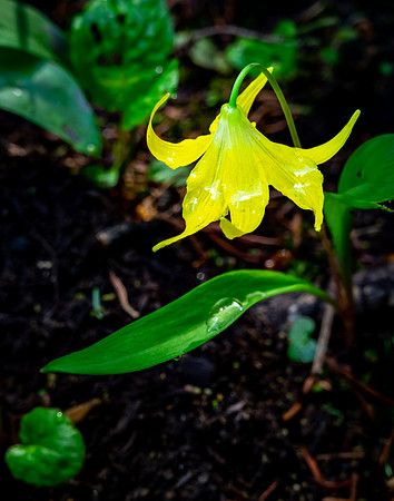 Glacier Lily