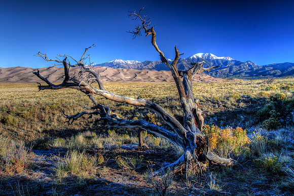 Old Tree, Great Sand Dunes, Colorado
