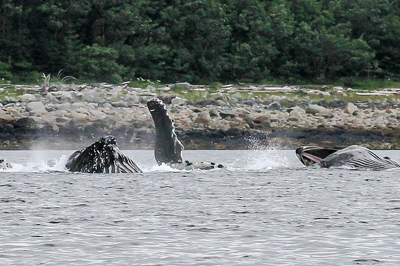 Humpbacks Bubble-netting, Juneau Alaska